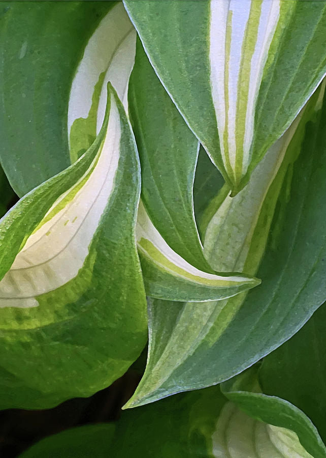 Dancing Hostas by Kathi Mirto Dancing Hostas by Kathi Mirto