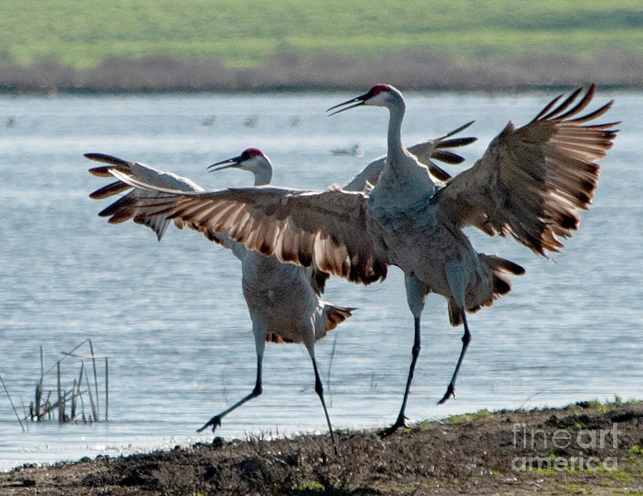Crane Photograph - Cranes In-Step by Cathie Moog
