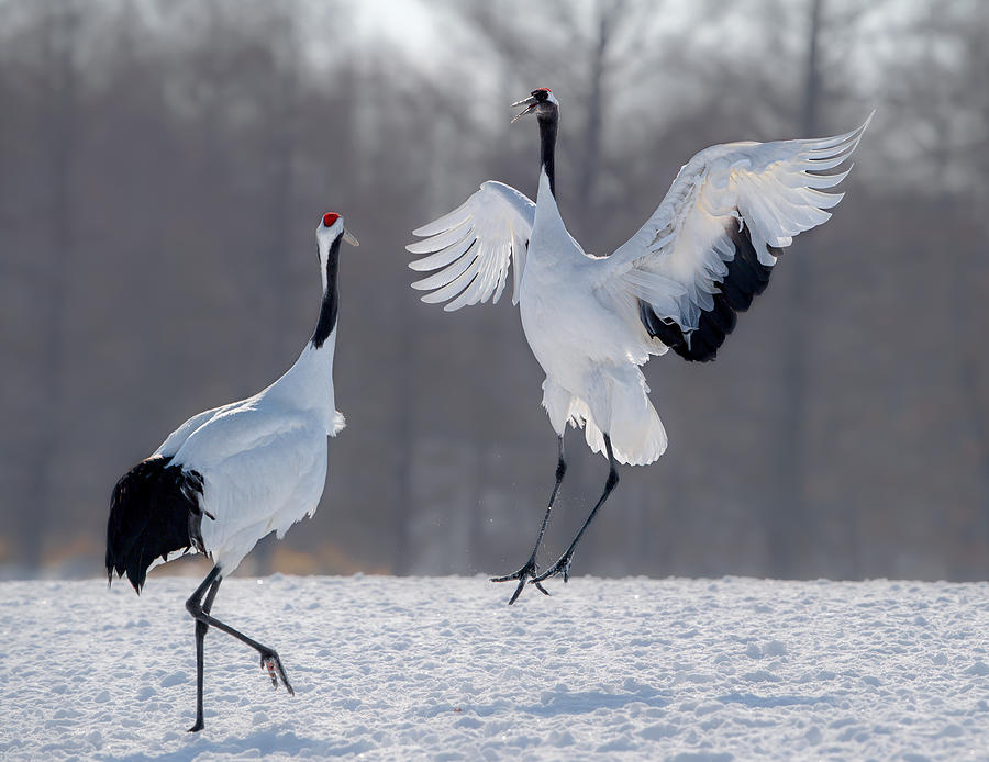 Dancing In The Air Photograph by Jie Fischer