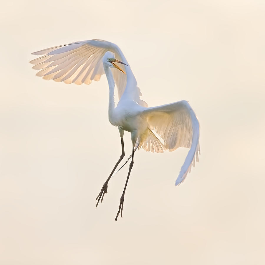 Dancing In The Air Photograph by Jun Zuo