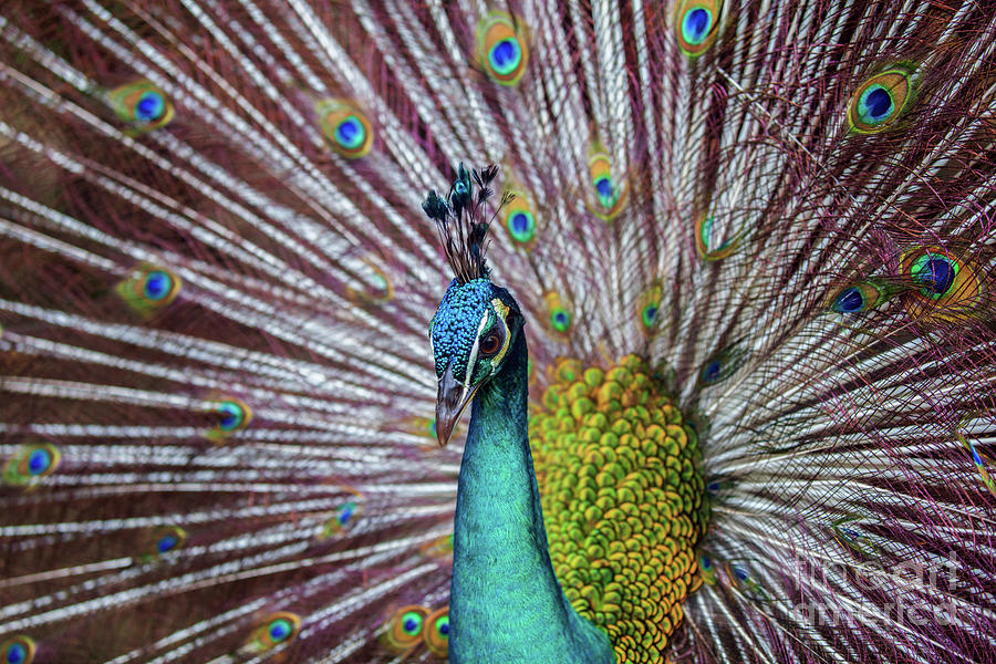 Dancing Indian Peacock by Awais Yaqub Dancing Indian Peacock by Awais Yaqub