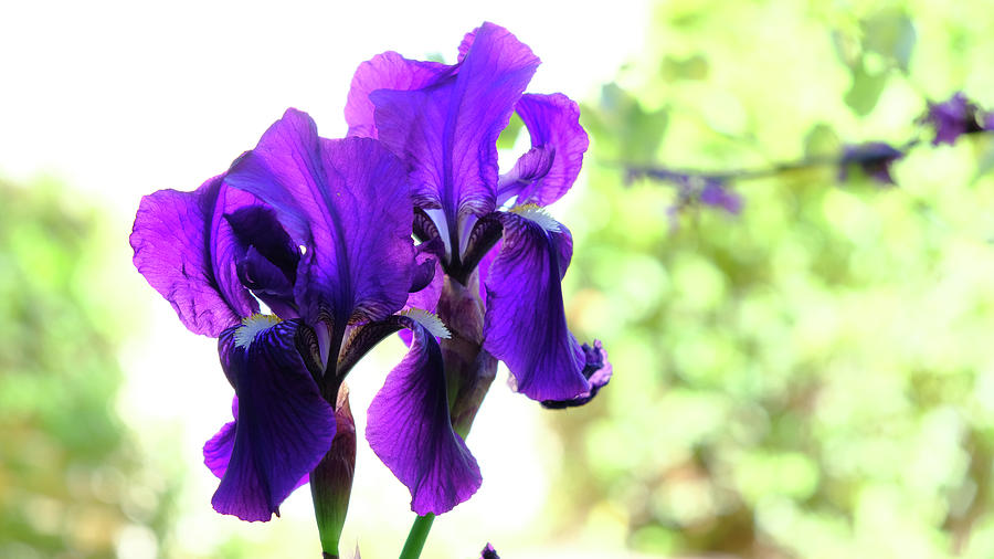 Dancing Irises by August Timmermans Dancing Irises by August Timmermans