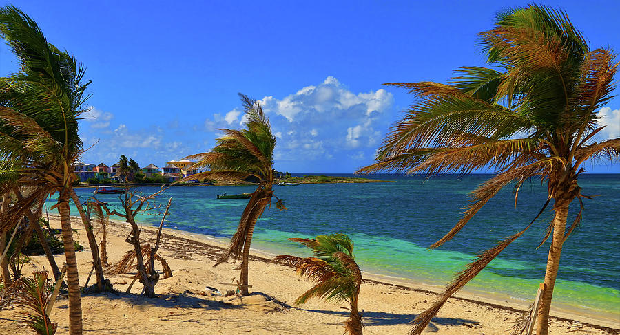 Dancing Island Palms Photograph