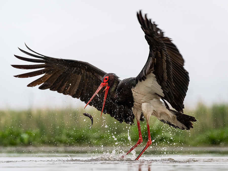 Stork Photograph - Dancing by John J. Chen