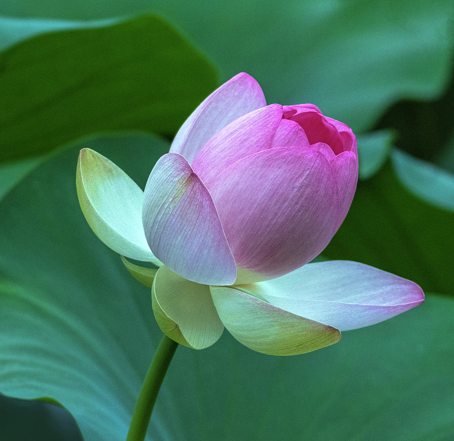 Dancing Lotus Photograph by Linda Szabo - Fine Art America