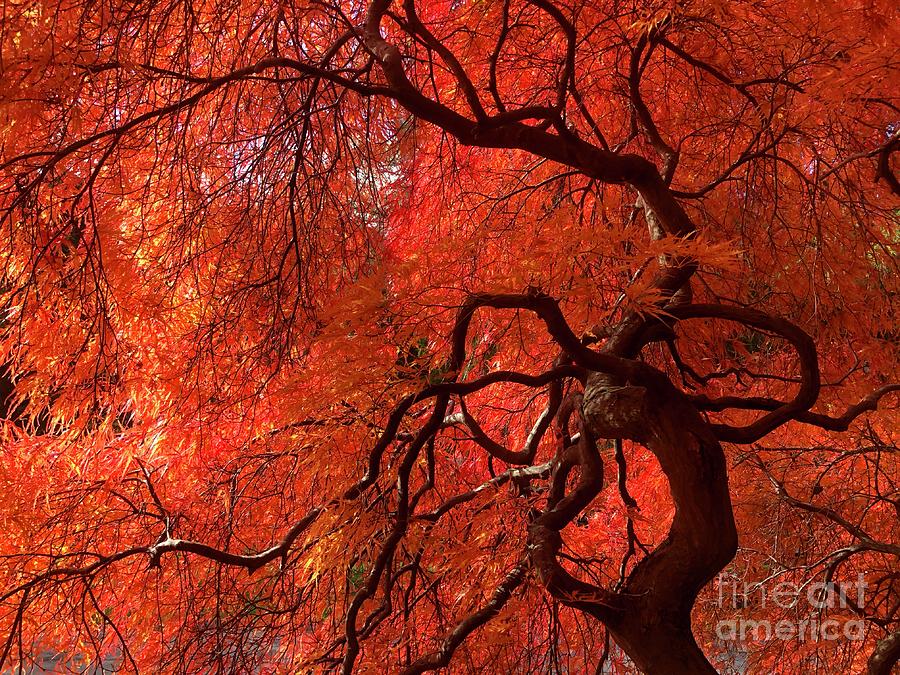 Dancing Maple Photograph by Mark Messenger
