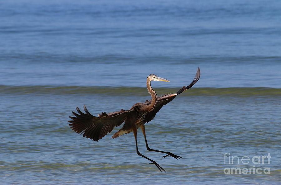 Heron Photograph - Dancing On The Beach by Christiane Schulze Art And Photography