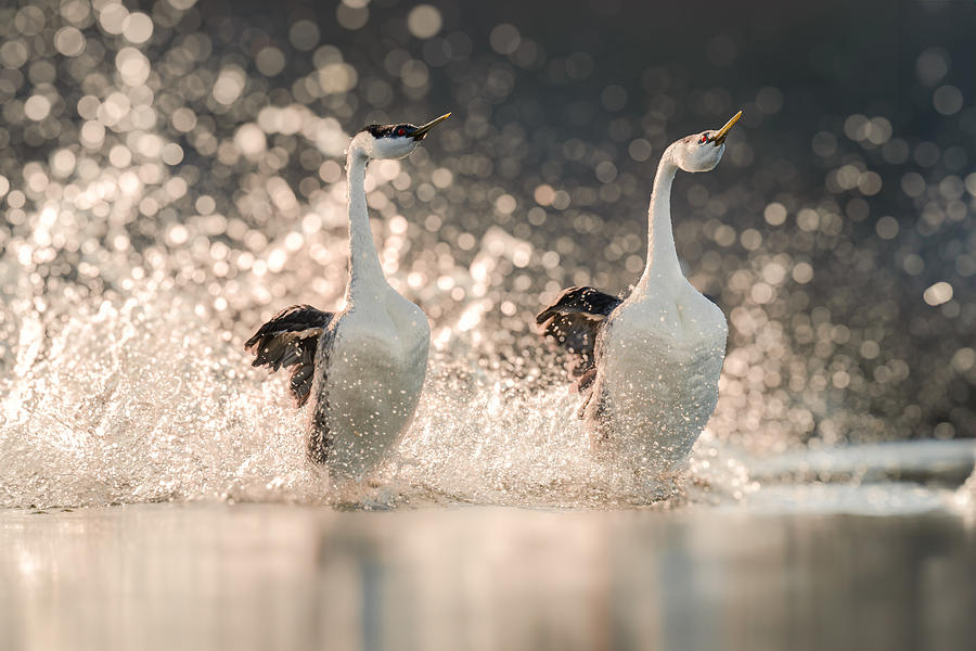 Dancing On The Water Photograph by Jinchao Lyu