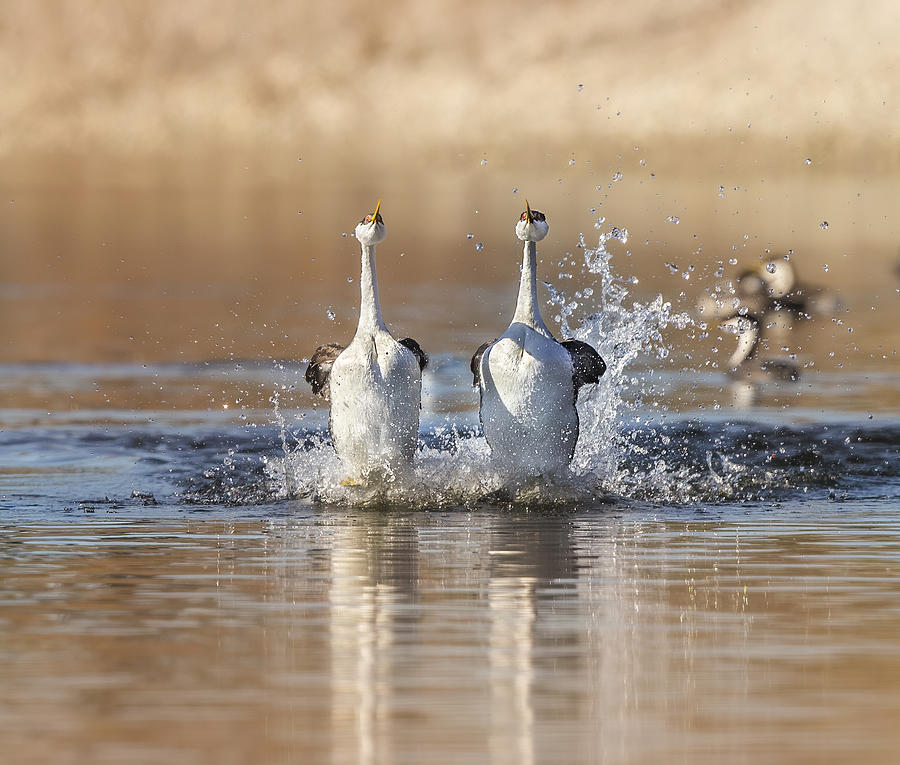 Wildlife Photograph - Dancing On  Water by Judy Tseng
