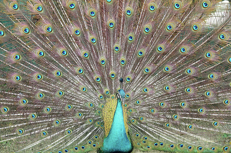 Dancing Peacock Photograph by Atul Tater