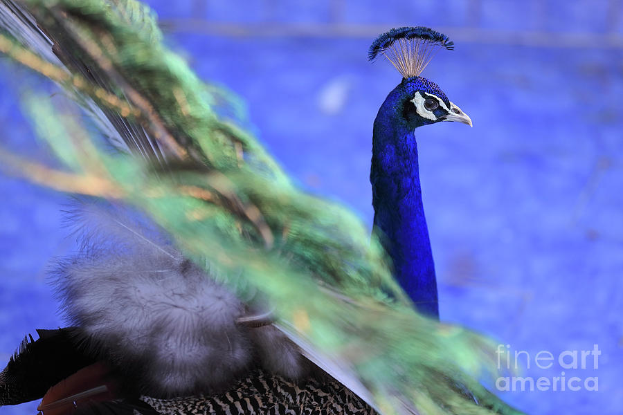 Dancing Peacock by Awais Yaqub Dancing Peacock by Awais Yaqub