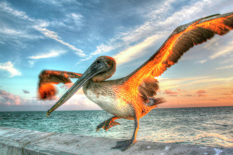 Pelican Photograph - Dancing Pelican by Robert Goldwitz