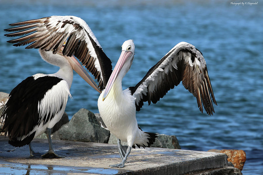 Dancing pelicans 01 Digital Art by Kevin Chippindall