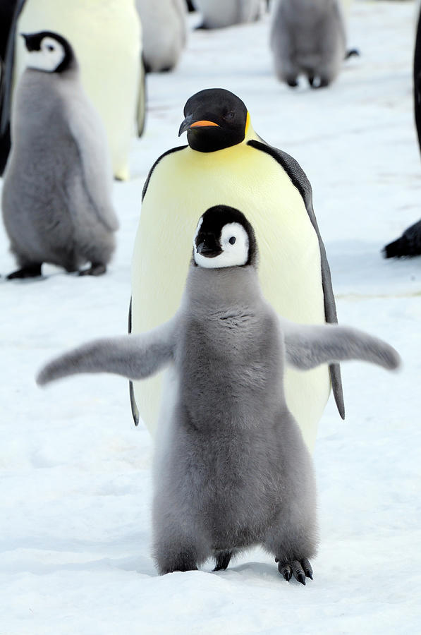 Dancing  Penguin Photograph by Tcyuen