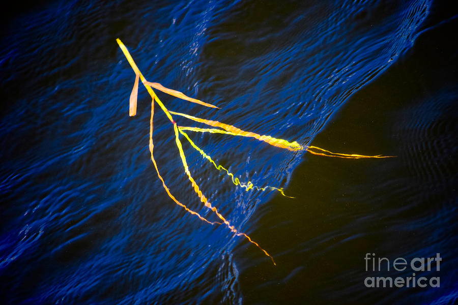 Dancing Reed in the Ocean Photograph by Debra Banks
