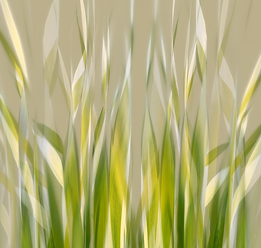 Summer Photograph - Dancing Reed by Nel Talen