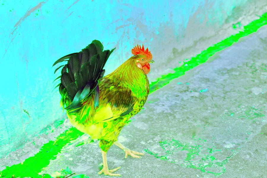 Dancing Rooster Photograph by Debra Grace Addison