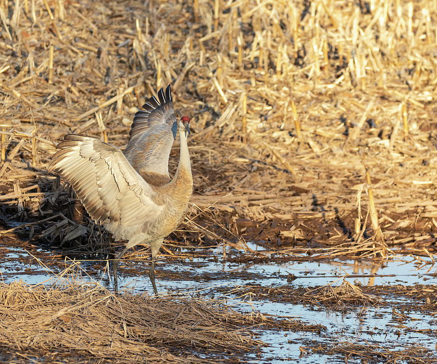 Dancing Sandhill Crane 2019-1 Photograph by Thomas Young