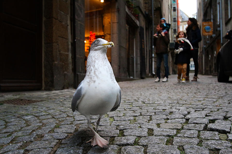 Dancing Seagull In Saint-malo Photograph by Olivier Ortelpa