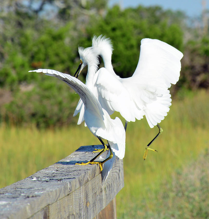 Dancing Snowy Egrets Photograph by Bruce Gourley