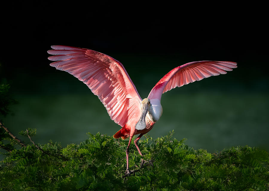 Spoonbill Photograph - Dancing Spoonbill by Vicki Lai