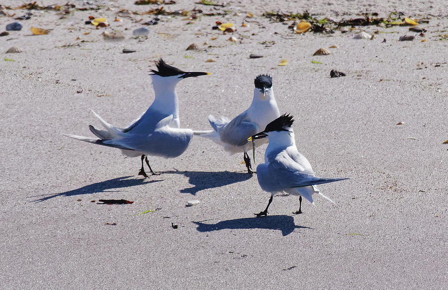 Dancing Terns Photograph by Jeff Townsend