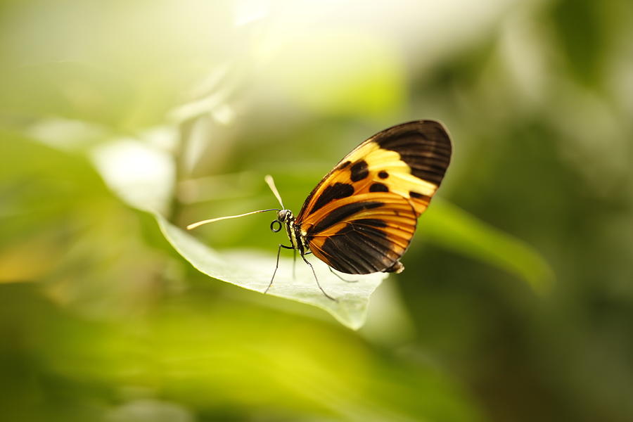 Dancing to Heaven--Isabella Tiger Longwing Photograph by Alinna Lee ...