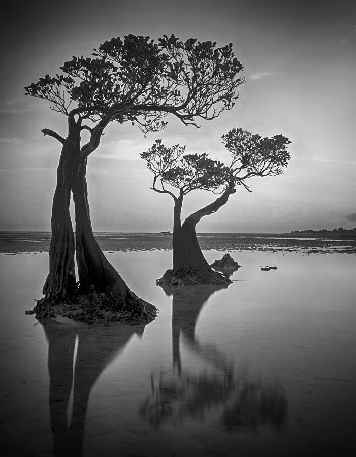 Tree Photograph - Dancing Trees by Angela Muliani Hartojo