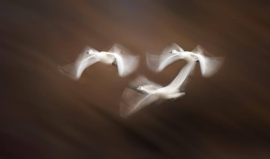 Swan Photograph - Dancing Tundra Swans by Little7