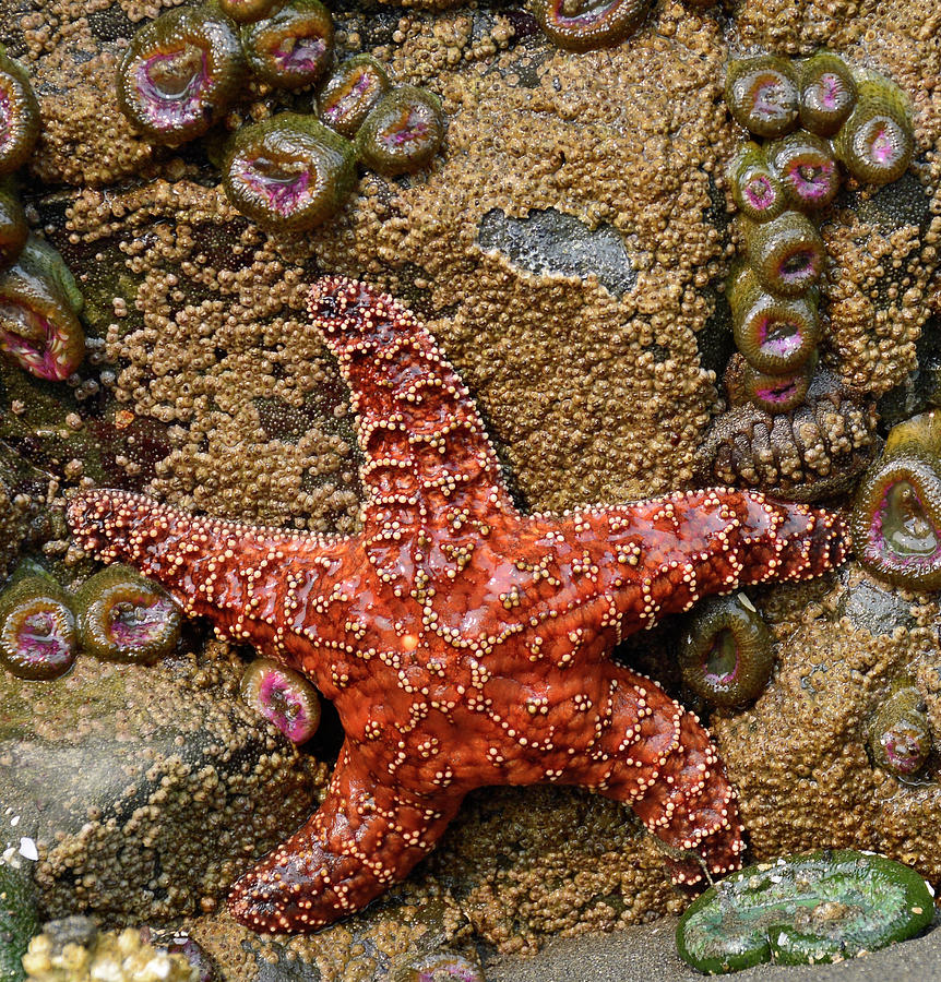 Dancing With the Starfish Photograph by Bruce Gourley