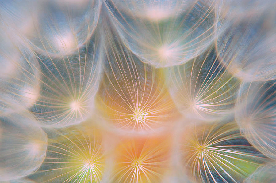 Dandelion Abstract Photograph by Constantinos Hinis