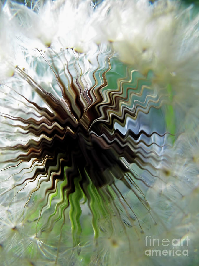 Dandelion Abstract Digital Art by D Hackett