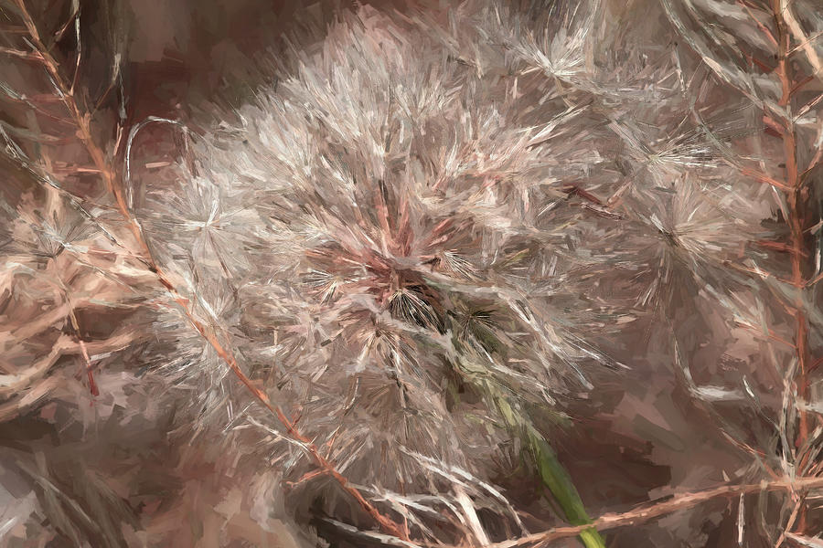 Dandelion Abstract Photograph by Donna Kennedy