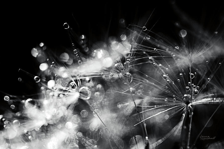 Abstract Painting - Dandelion Abstract II by Laura Marshall Abstract Painting - Dandelion Abstract II by Laura Marshall