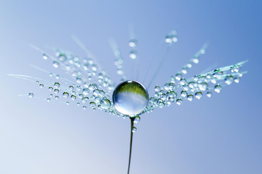 Dandelion And Dew - Blue Sky Water Photograph by Thomasvogel
