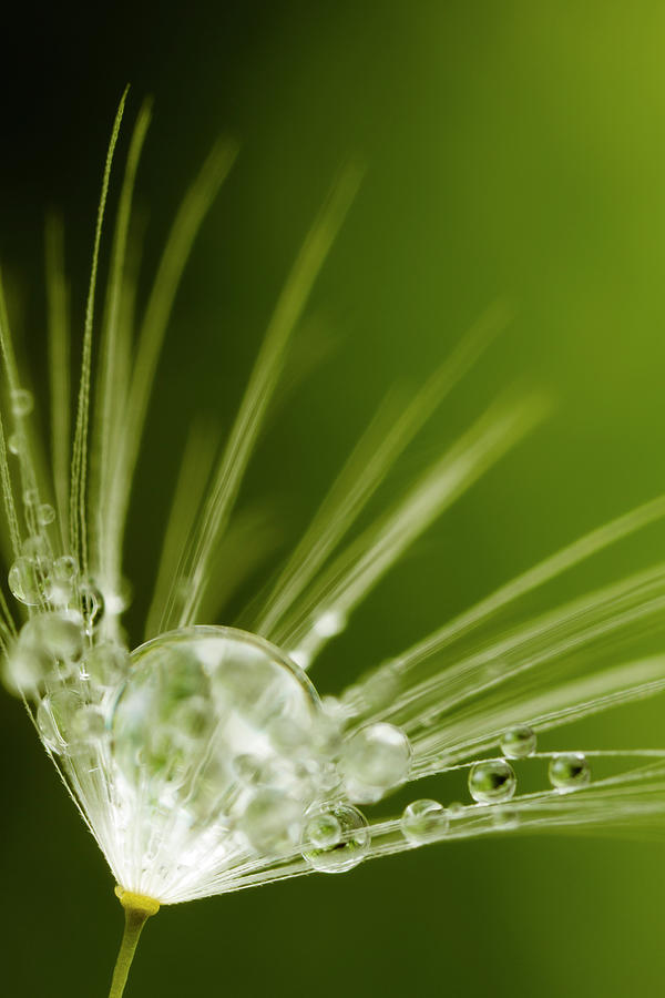 Dandelion And Dew Photograph by Thomasvogel Dandelion And Dew Photograph by Thomasvogel