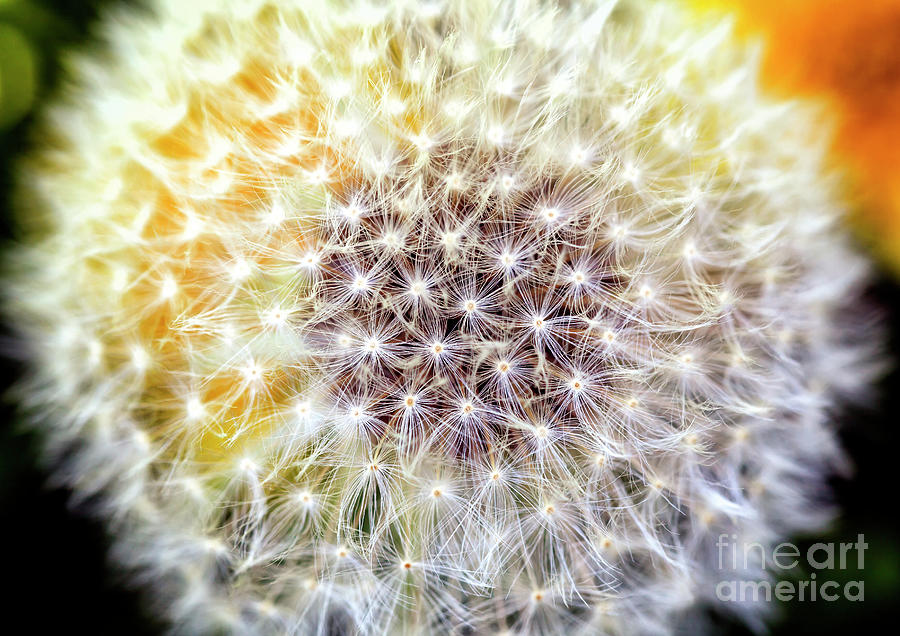 Nature Photograph - Dandelion at Rutgers Gardens by John Rizzuto
