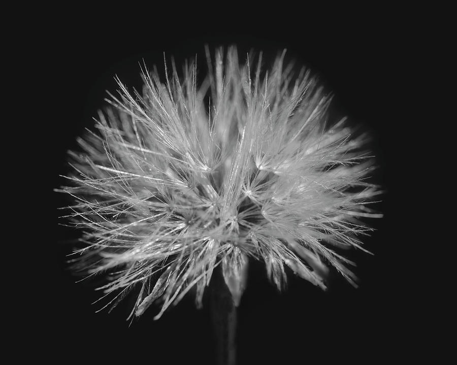 Dandelion B/w Photograph By Gergana Chakarova