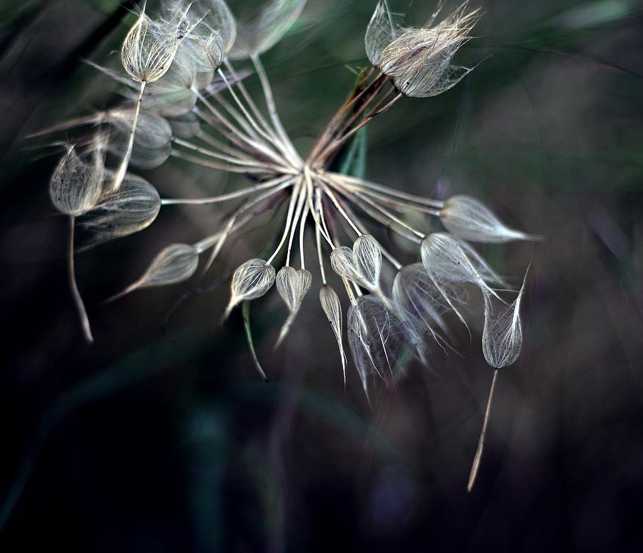 Dandelion Photograph by By Julie Mcinnes