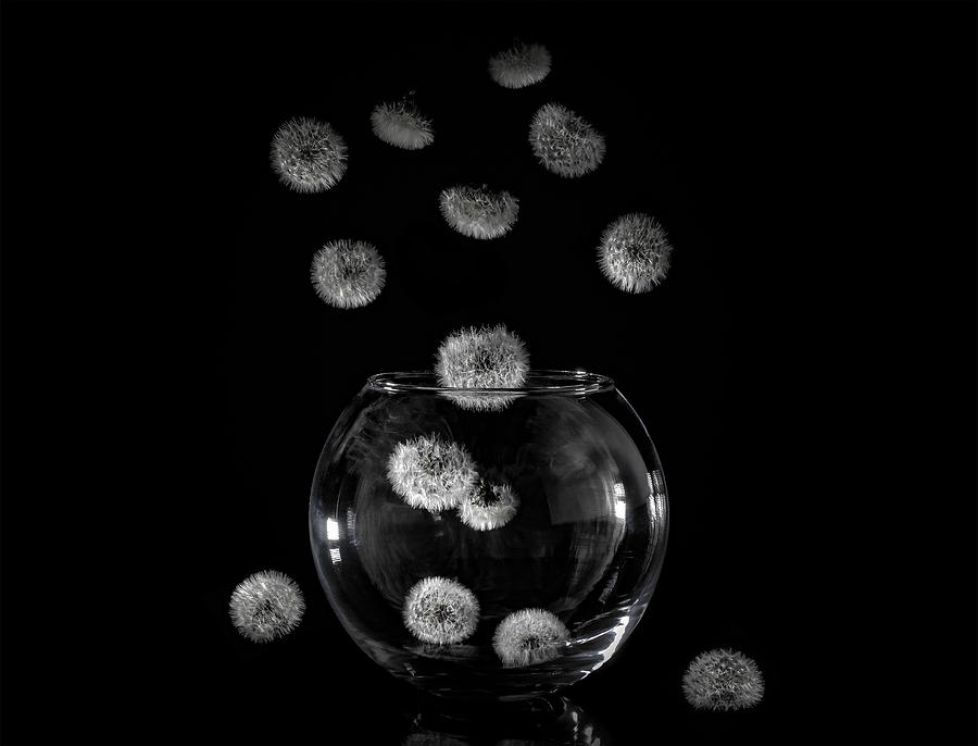 Flower Photograph - Dandelion Catcher by Dmitry Skvortsov