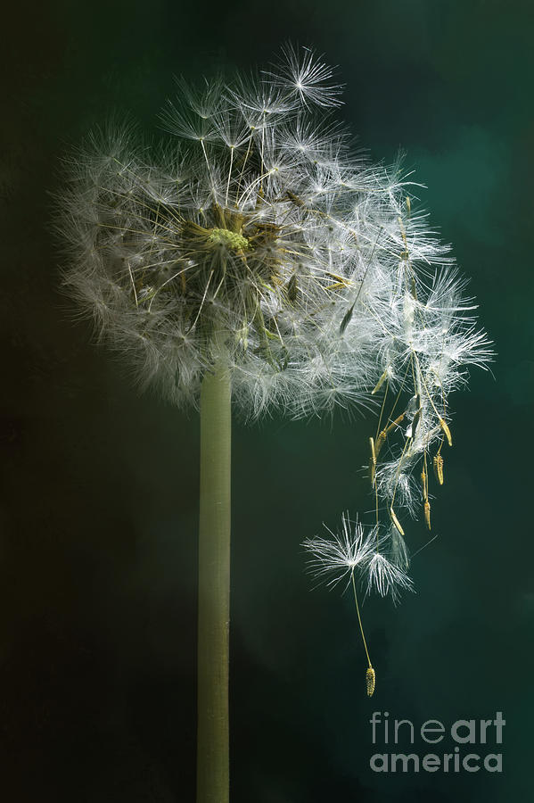 Dandelion Clock Photograph by Ann Garrett