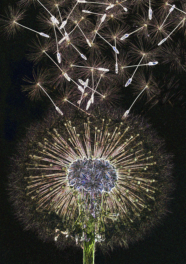 Dandelion Clock As Artwork Photograph by Rosemary Calvert