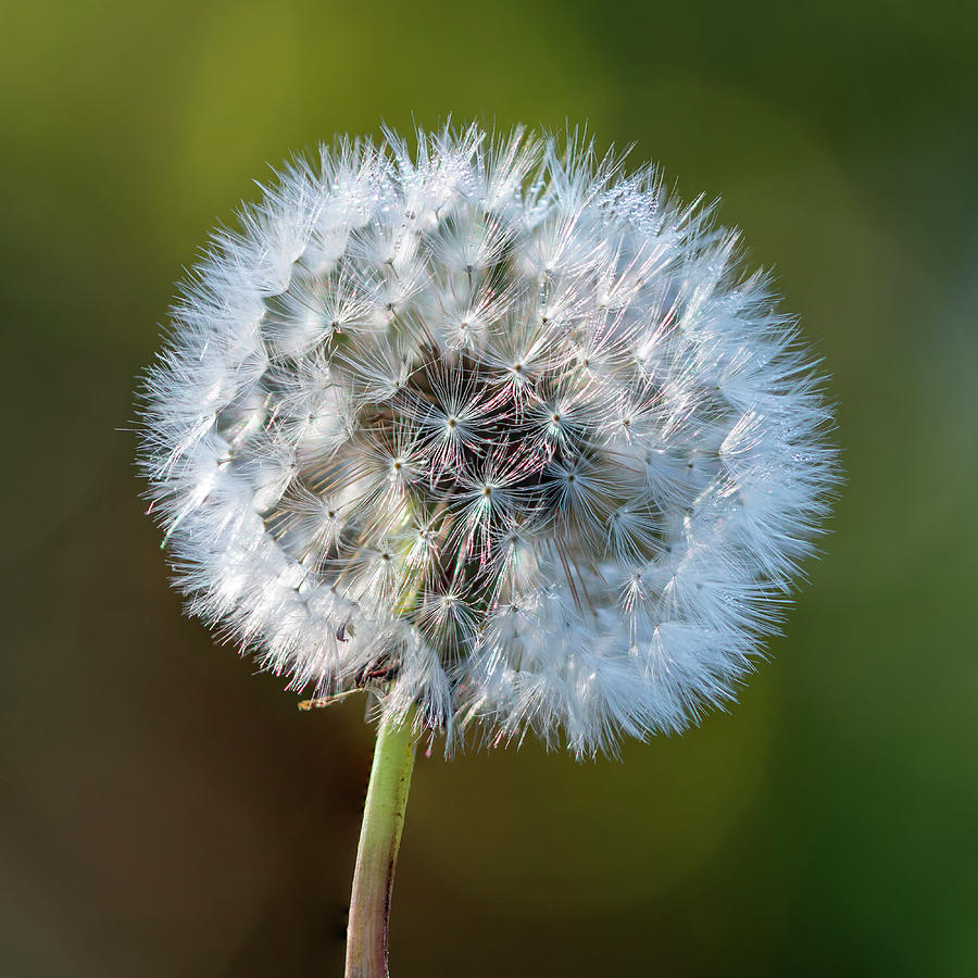 Dandelion clock square Photograph by Steev Stamford