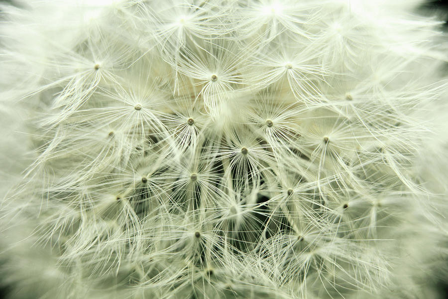 Dandelion, Close-up Photograph by Bertrand Demee