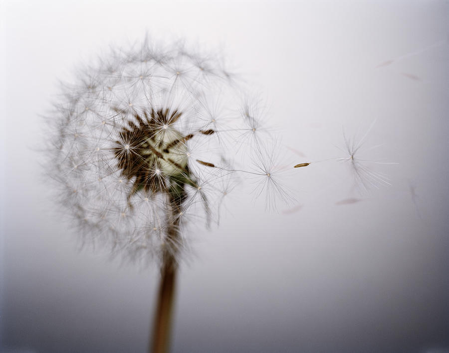 Dandelion, Close Up Photograph by Jonathan Knowles