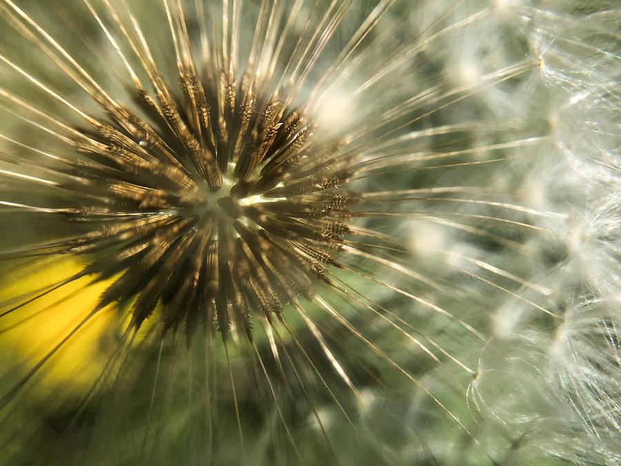 Dandelion Closeup Photograph by Jori Reijonen