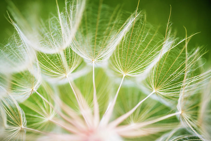 Spring Photograph - Dandelion closeup with green background by Vishwanath Bhat
