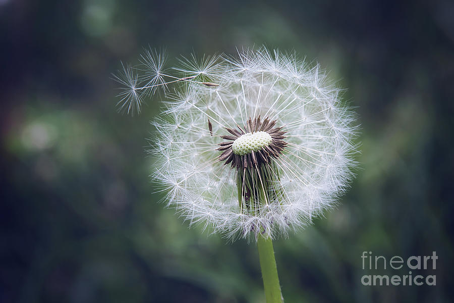 Dandelion Dream Photograph by Sharon McConnell