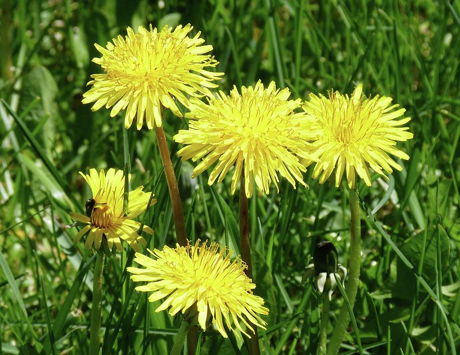 Dandelion Family Photograph by Glenda Carter