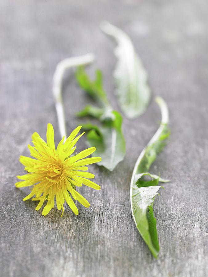 Dandelion Flower And Leaves Photograph by Anke Schtz